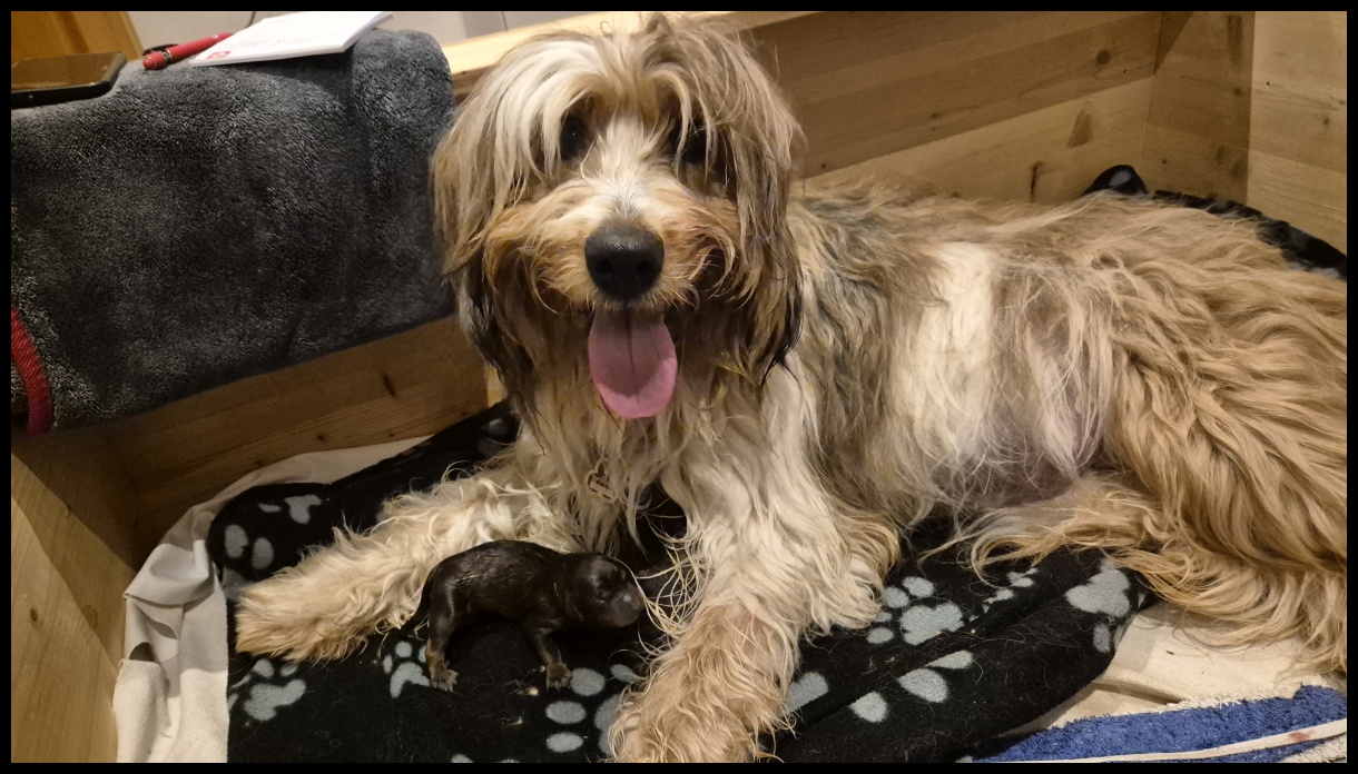 D-Wurf-von-der-Straubenhalde-2025